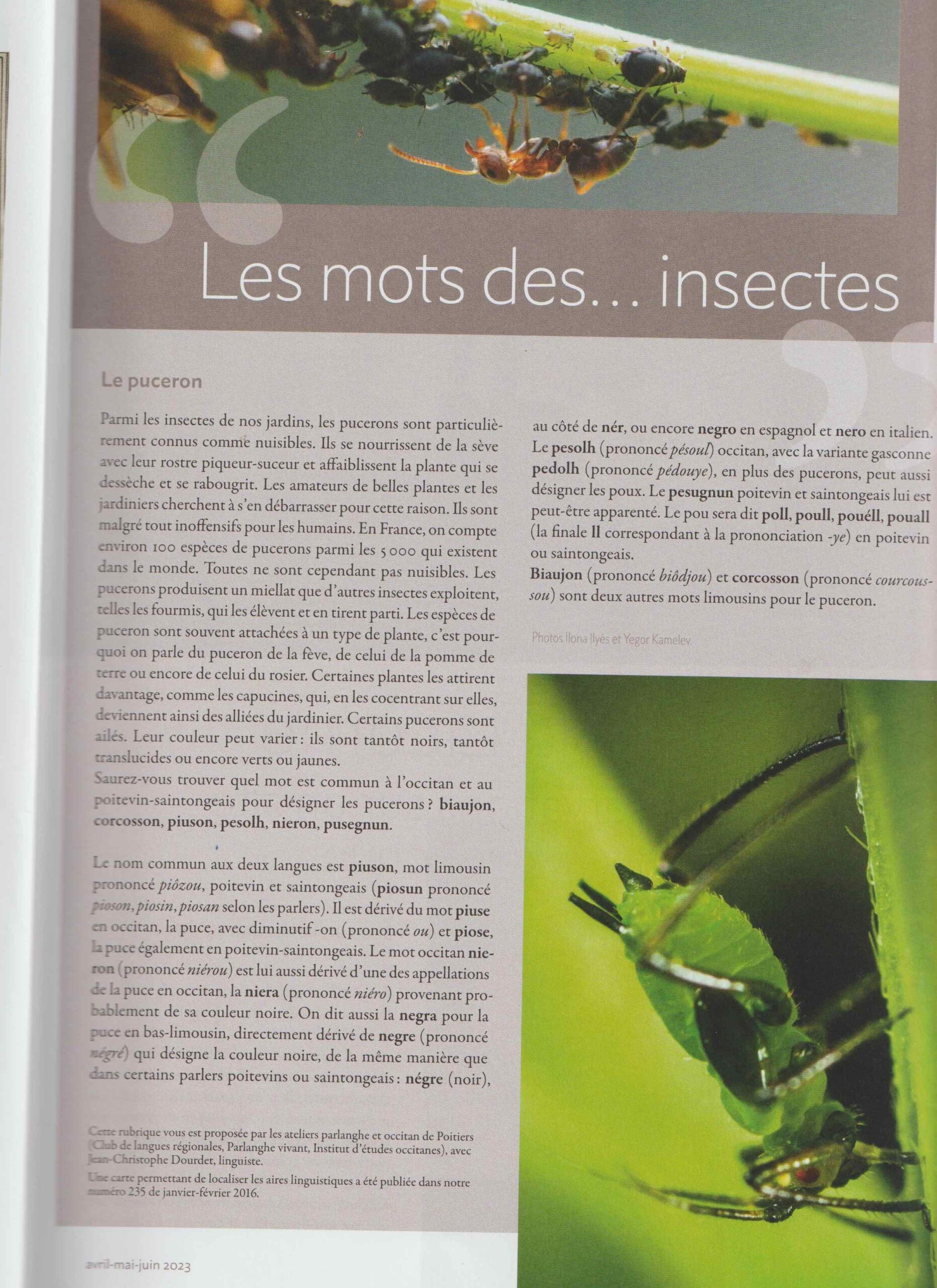 D’une langue à l'autre par Jean-Christophe Dourde : Les mots des insectes en poitevin-saintongeais et occitan.